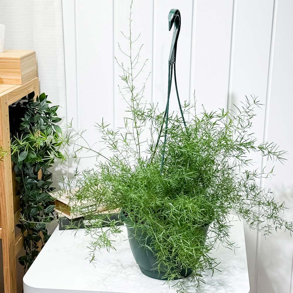 PLANCHU 観葉植物 アスパラガス スプレンゲリー 7号吊り鉢 育て方説明書付き Asparagus densiflorus ‘Sprengeri’ スギノハカズラ