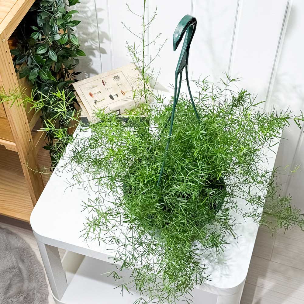 PLANCHU 観葉植物 アスパラガス スプレンゲリー 7号吊り鉢 育て方説明書付き Asparagus densiflorus ‘Sprengeri’ スギノハカズラ