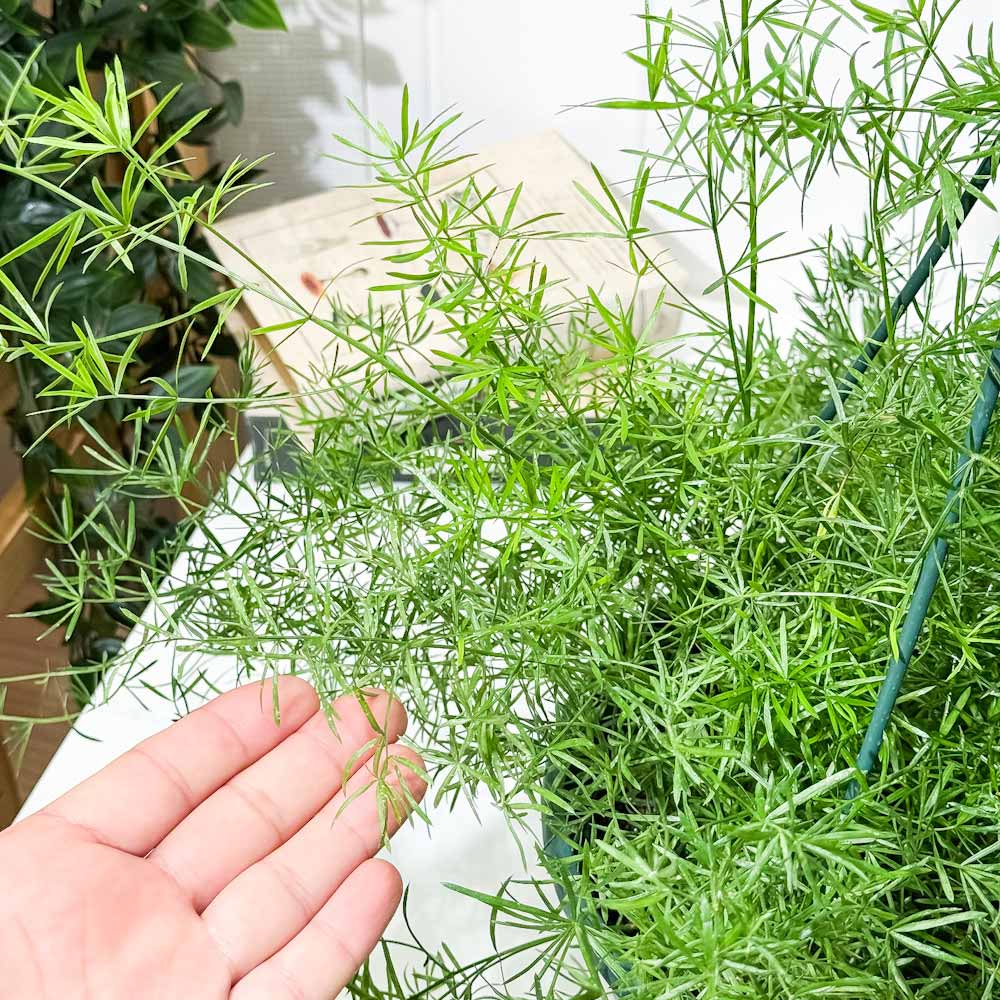 PLANCHU 観葉植物 アスパラガス スプレンゲリー 7号吊り鉢 育て方説明書付き Asparagus densiflorus ‘Sprengeri’ スギノハカズラ