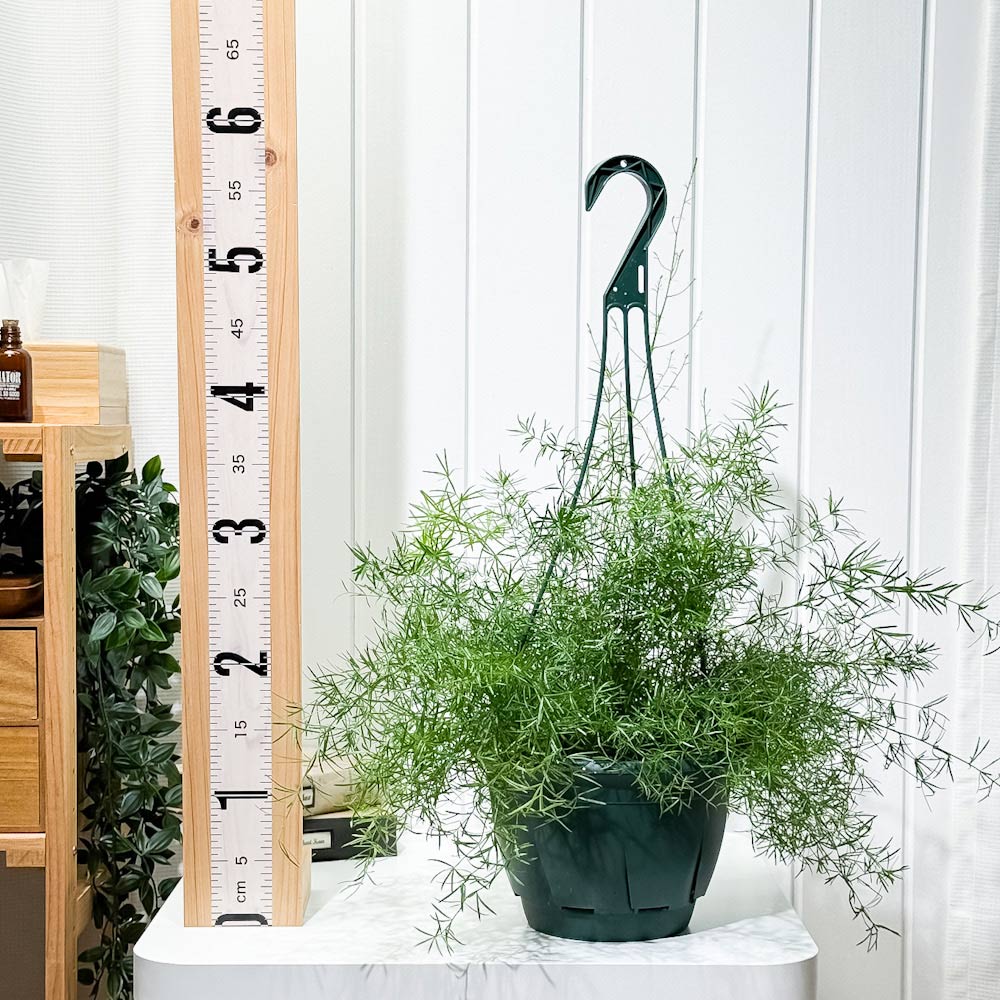 PLANCHU 観葉植物 アスパラガス スプレンゲリー 7号吊り鉢 育て方説明書付き Asparagus densiflorus ‘Sprengeri’ スギノハカズラ