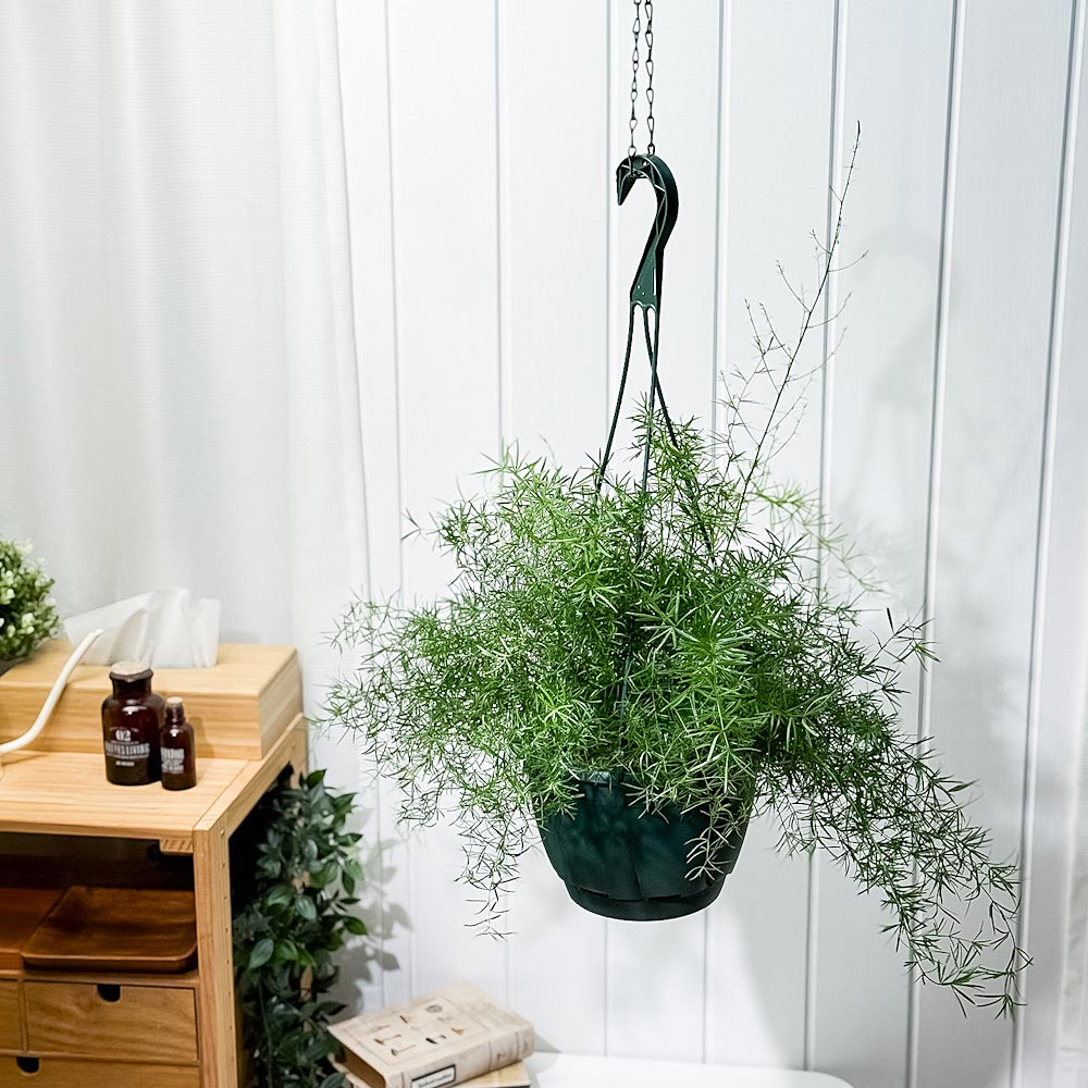 PLANCHU 観葉植物 アスパラガス スプレンゲリー 7号吊り鉢 育て方説明書付き Asparagus densiflorus ‘Sprengeri’ スギノハカズラ
