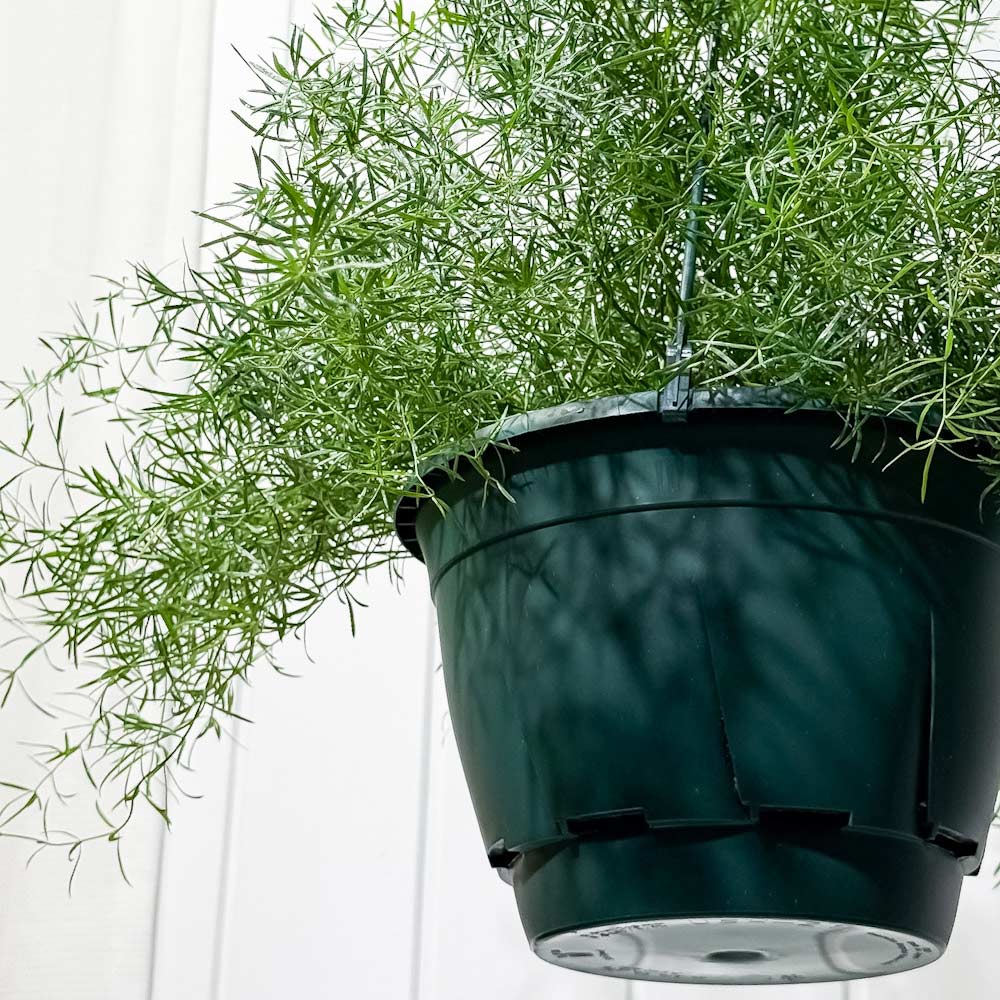 PLANCHU 観葉植物 アスパラガス スプレンゲリー 7号吊り鉢 育て方説明書付き Asparagus densiflorus ‘Sprengeri’ スギノハカズラ