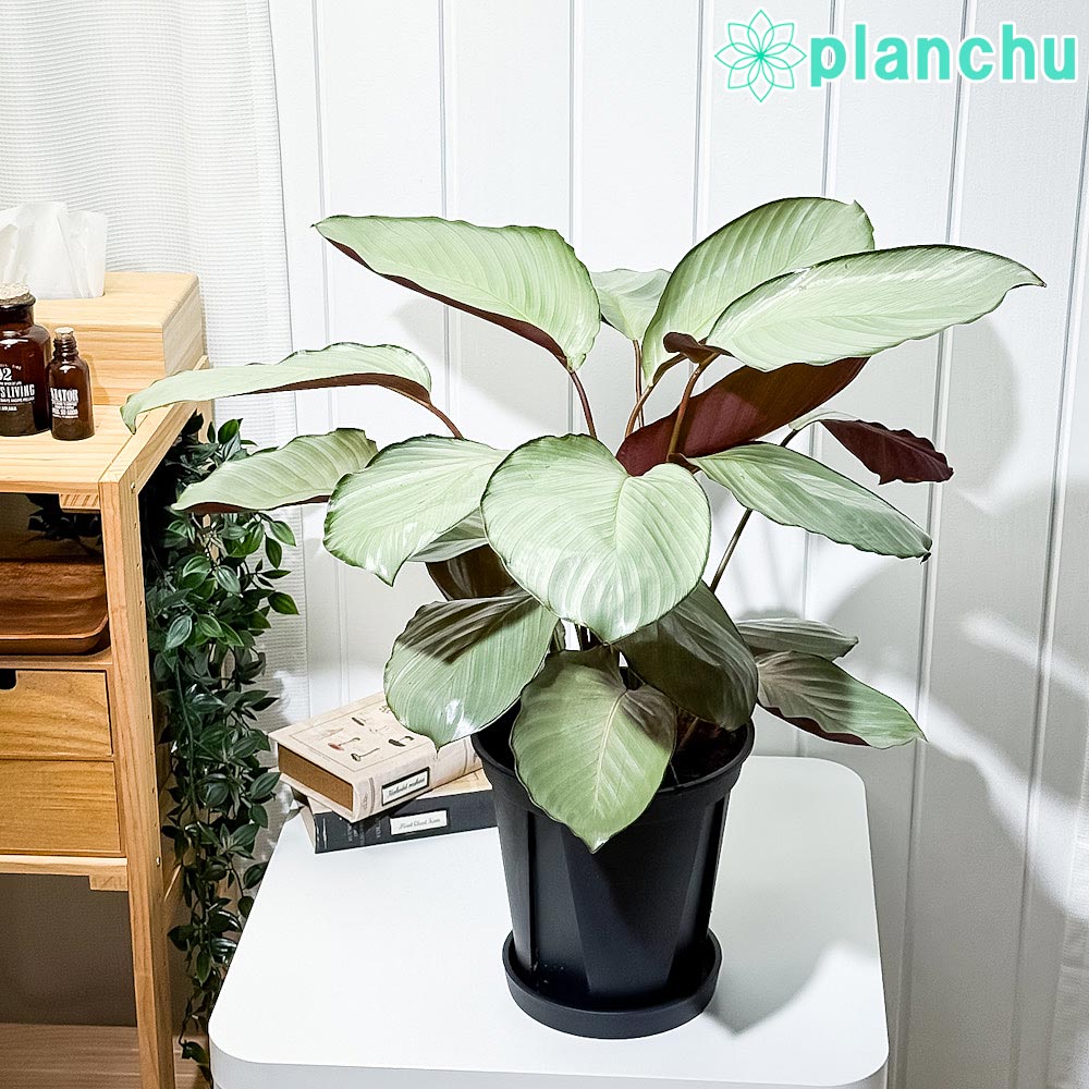 PLANCHU 観葉植物 カラテア シルバープレート 7号スリット鉢 受け皿付き 育て方説明書付き Calathea ‘Silver Plate’