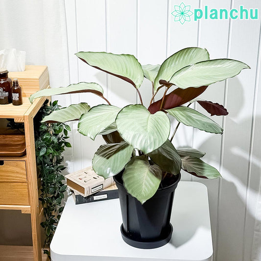 PLANCHU 観葉植物 カラテア シルバープレート 7号スリット鉢 受け皿付き 育て方説明書付き Calathea ‘Silver Plate’