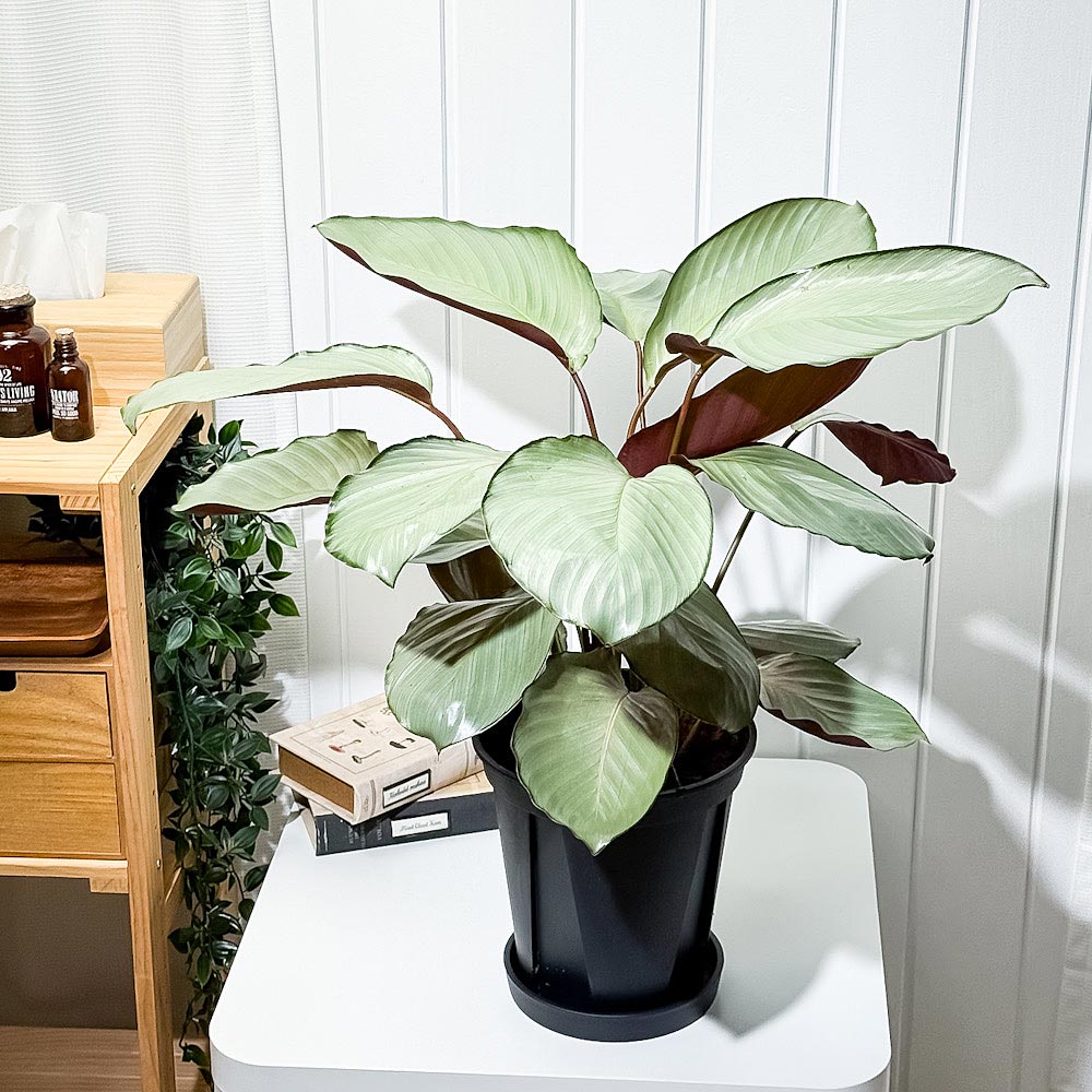 PLANCHU 観葉植物 カラテア シルバープレート 7号スリット鉢 受け皿付き 育て方説明書付き Calathea ‘Silver Plate’