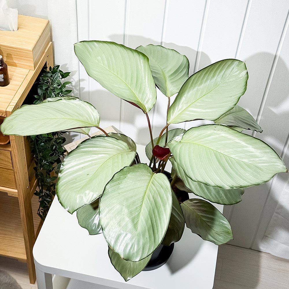 PLANCHU 観葉植物 カラテア シルバープレート 7号スリット鉢 受け皿付き 育て方説明書付き Calathea ‘Silver Plate’
