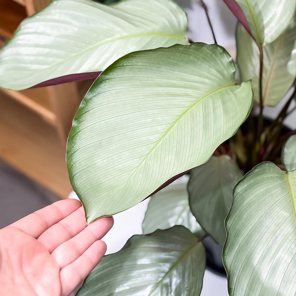 PLANCHU 観葉植物 カラテア シルバープレート 7号スリット鉢 受け皿付き 育て方説明書付き Calathea ‘Silver Plate’