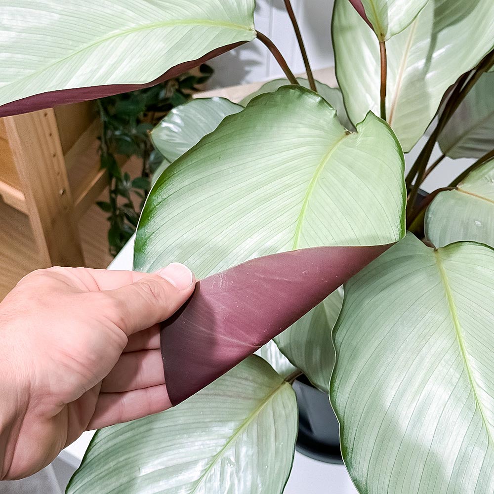 PLANCHU 観葉植物 カラテア シルバープレート 7号スリット鉢 受け皿付き 育て方説明書付き Calathea ‘Silver Plate’