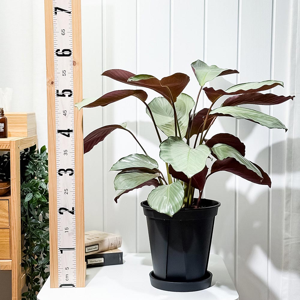 PLANCHU 観葉植物 カラテア シルバープレート 7号スリット鉢 受け皿付き 育て方説明書付き Calathea ‘Silver Plate’