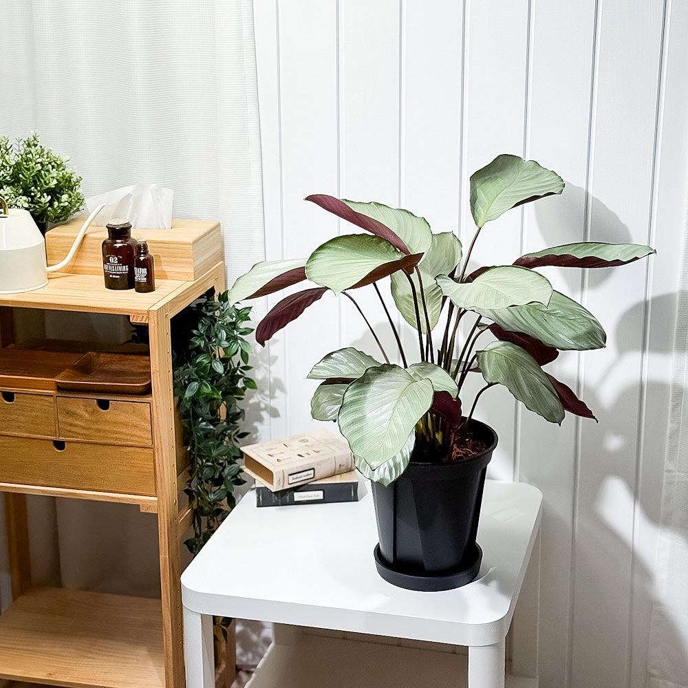 PLANCHU 観葉植物 カラテア シルバープレート 7号スリット鉢 受け皿付き 育て方説明書付き Calathea ‘Silver Plate’