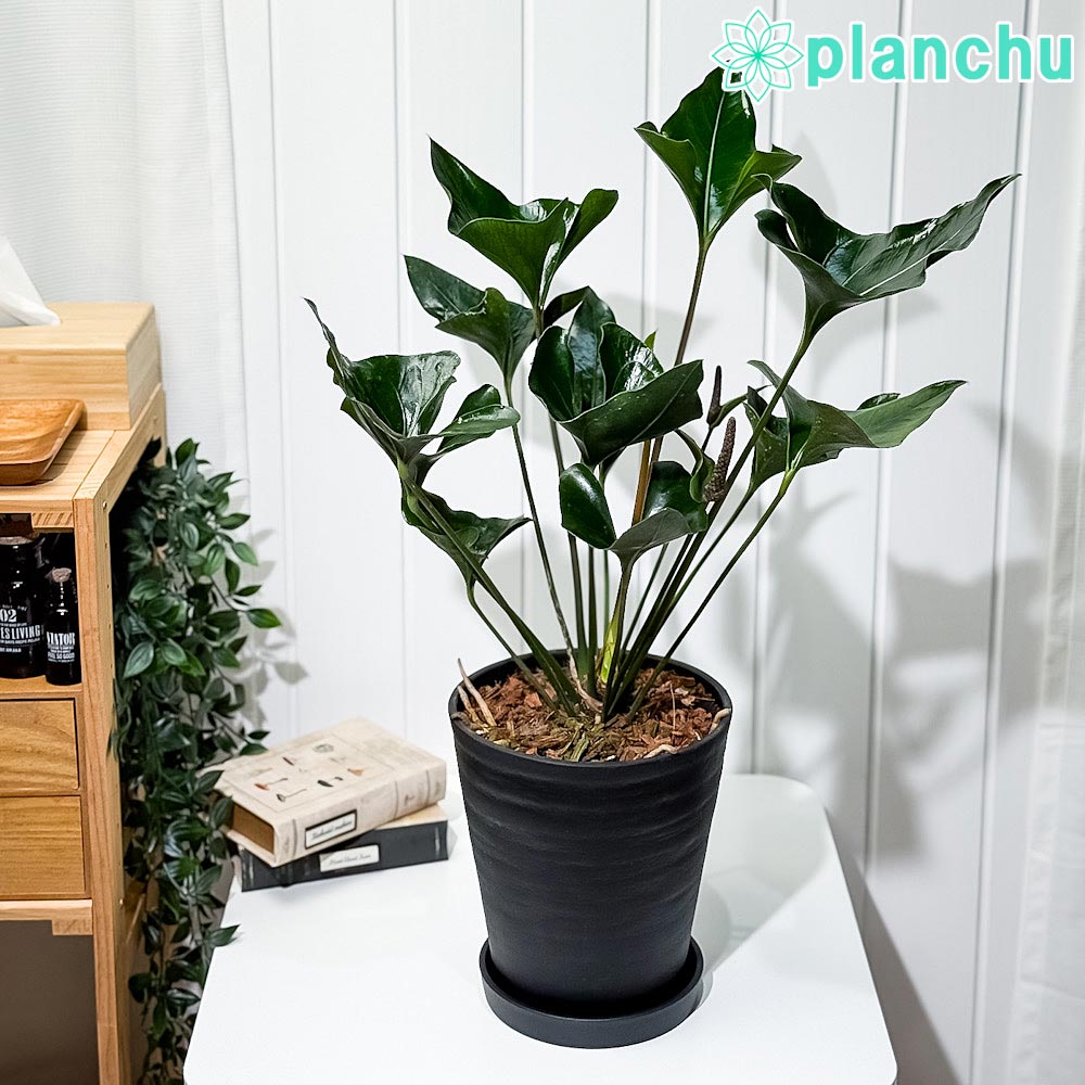 PLANCHU 観葉植物 アンスリウム アロー 7号鉢 受け皿付き 育て方説明書付き Anthurium ‘Arrow’ アンスリューム アロイド 原種系