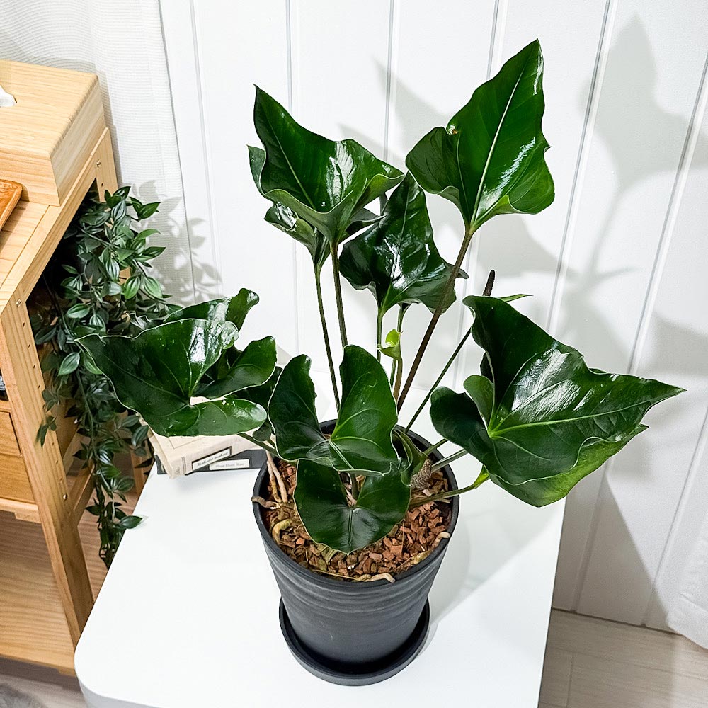 PLANCHU 観葉植物 アンスリウム アロー 7号鉢 受け皿付き 育て方説明書付き Anthurium ‘Arrow’ アンスリューム アロイド 原種系