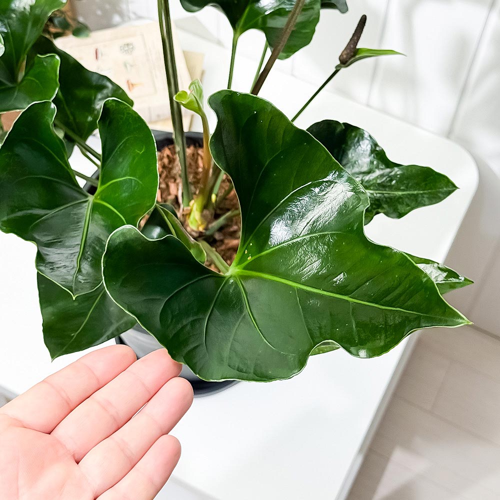 PLANCHU 観葉植物 アンスリウム アロー 7号鉢 受け皿付き 育て方説明書付き Anthurium ‘Arrow’ アンスリューム アロイド 原種系