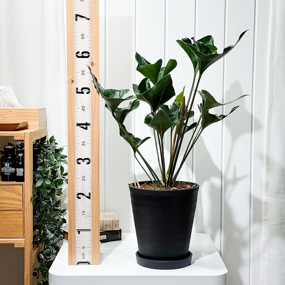 PLANCHU 観葉植物 アンスリウム アロー 7号鉢 受け皿付き 育て方説明書付き Anthurium ‘Arrow’ アンスリューム アロイド 原種系
