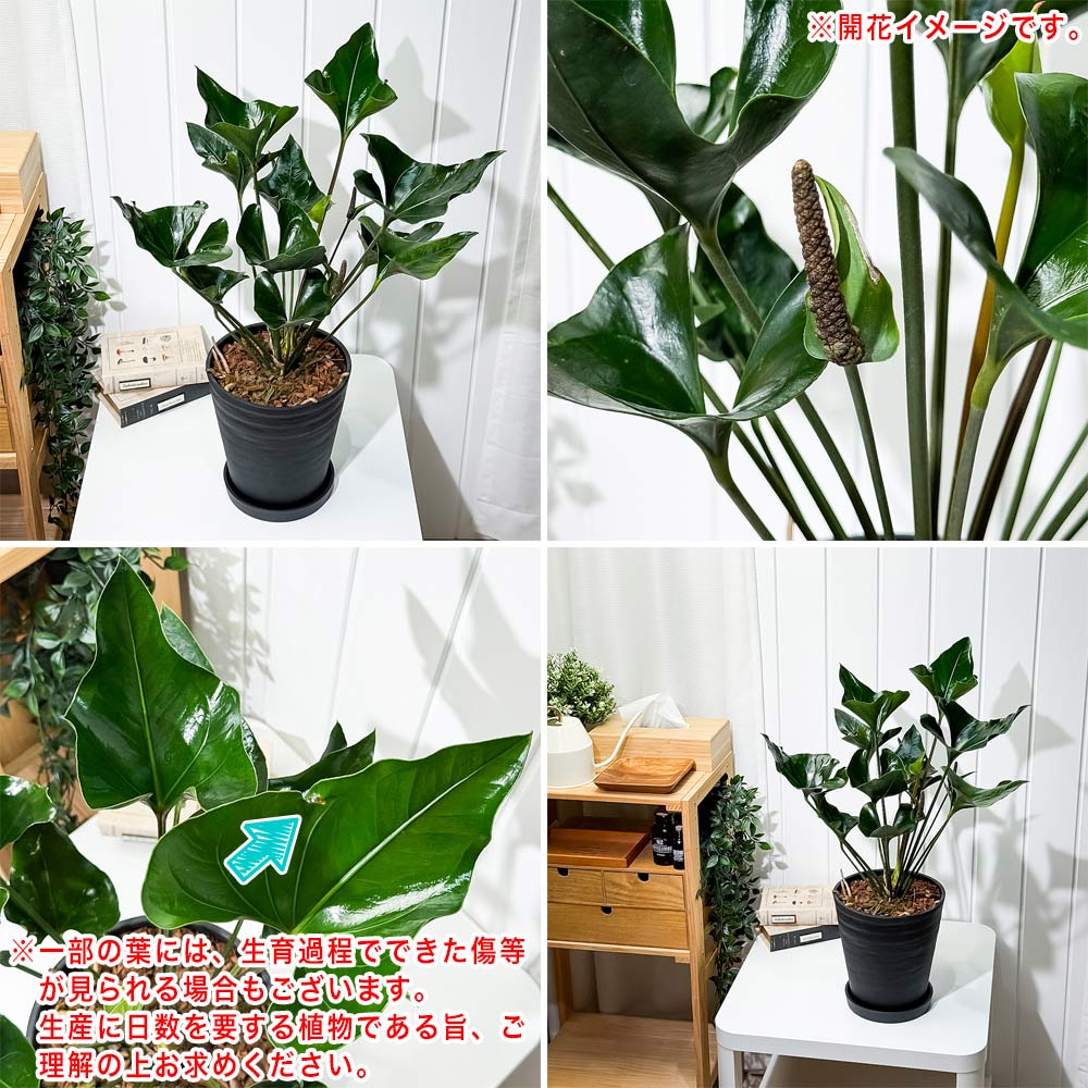 PLANCHU 観葉植物 アンスリウム アロー 7号鉢 受け皿付き 育て方説明書付き Anthurium ‘Arrow’ アンスリューム アロイド 原種系