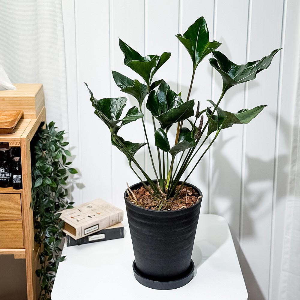 PLANCHU 観葉植物 アンスリウム アロー 7号鉢 受け皿付き 育て方説明書付き Anthurium ‘Arrow’ アンスリューム アロイド 原種系