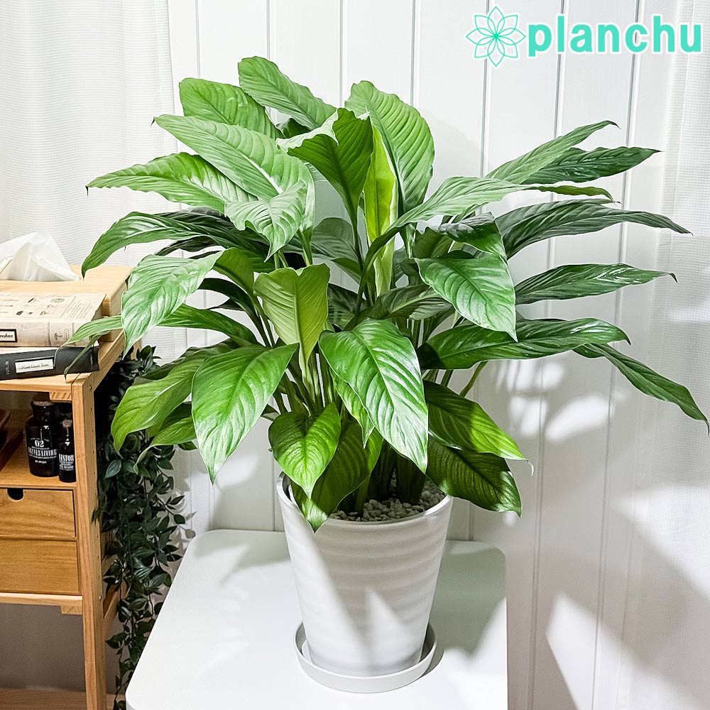 PLANCHU 観葉植物 スパティフィラム いせ姫 8号鉢 受け皿付き 育て方説明書付き PVP Spathiphyllum ‘Isehime’ 斑入り イセヒメ アロイド