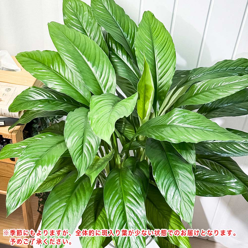 PLANCHU 観葉植物 スパティフィラム いせ姫 8号鉢 受け皿付き 育て方説明書付き PVP Spathiphyllum ‘Isehime’ 斑入り イセヒメ アロイド