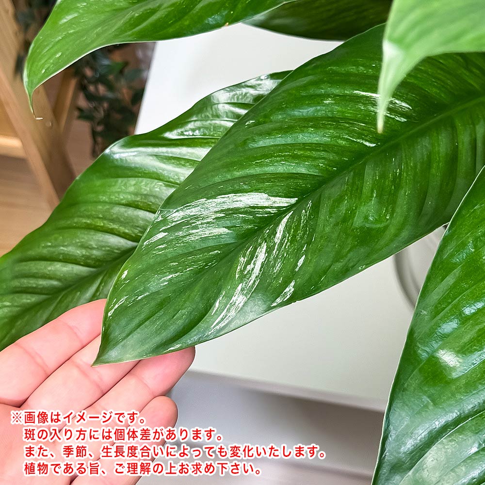 PLANCHU 観葉植物 スパティフィラム いせ姫 8号鉢 受け皿付き 育て方説明書付き PVP Spathiphyllum ‘Isehime’ 斑入り イセヒメ アロイド