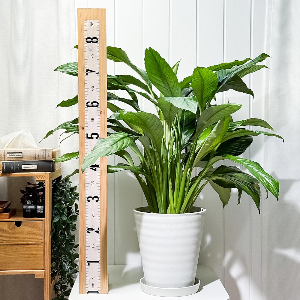 PLANCHU 観葉植物 スパティフィラム いせ姫 8号鉢 受け皿付き 育て方