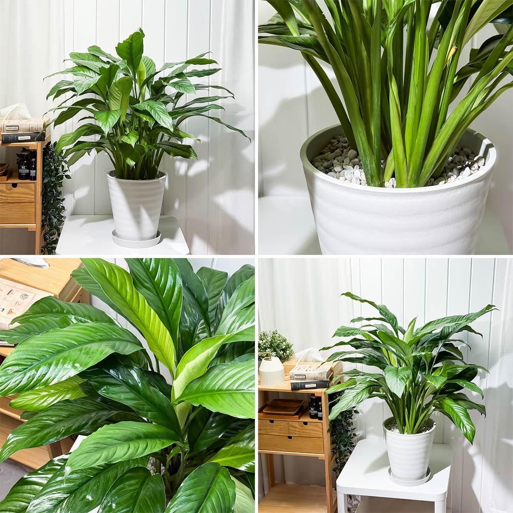 PLANCHU 観葉植物 スパティフィラム いせ姫 8号鉢 受け皿付き 育て方説明書付き PVP Spathiphyllum ‘Isehime’ 斑入り イセヒメ アロイド