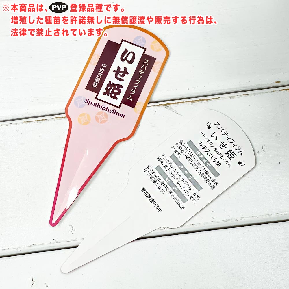 PLANCHU 観葉植物 スパティフィラム いせ姫 8号鉢 受け皿付き 育て方説明書付き PVP Spathiphyllum ‘Isehime’ 斑入り イセヒメ アロイド