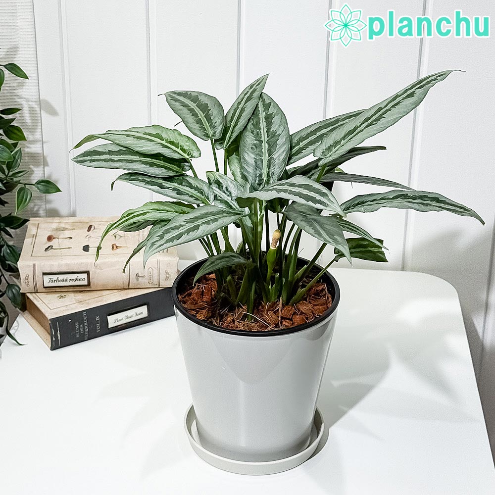 PLANCHU 観葉植物 スキスマトグロッティス 5号鉢 受け皿付き 育て方説明書付き Schismatoglottis