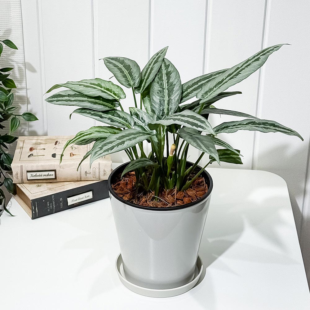 PLANCHU 観葉植物 スキスマトグロッティス 5号鉢 受け皿付き 育て方説明書付き Schismatoglottis