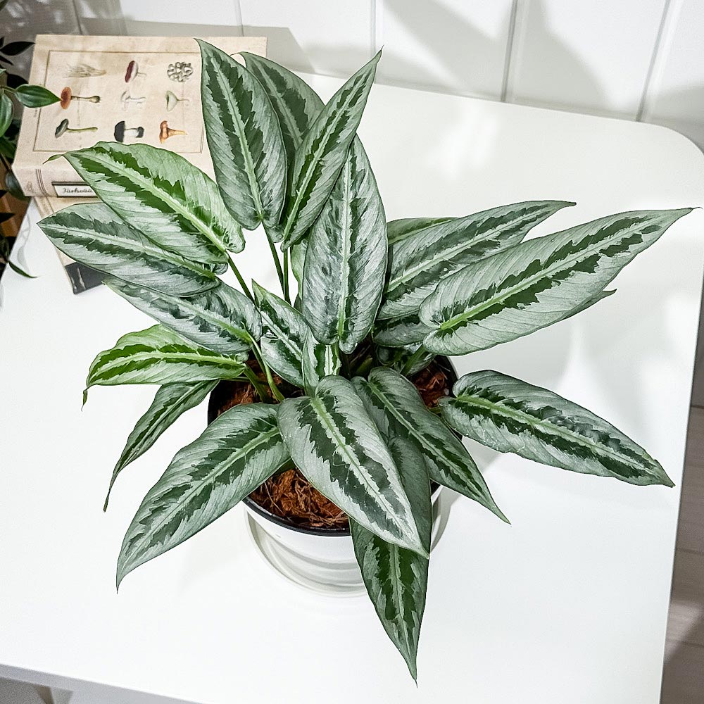 PLANCHU 観葉植物 スキスマトグロッティス 5号鉢 受け皿付き 育て方