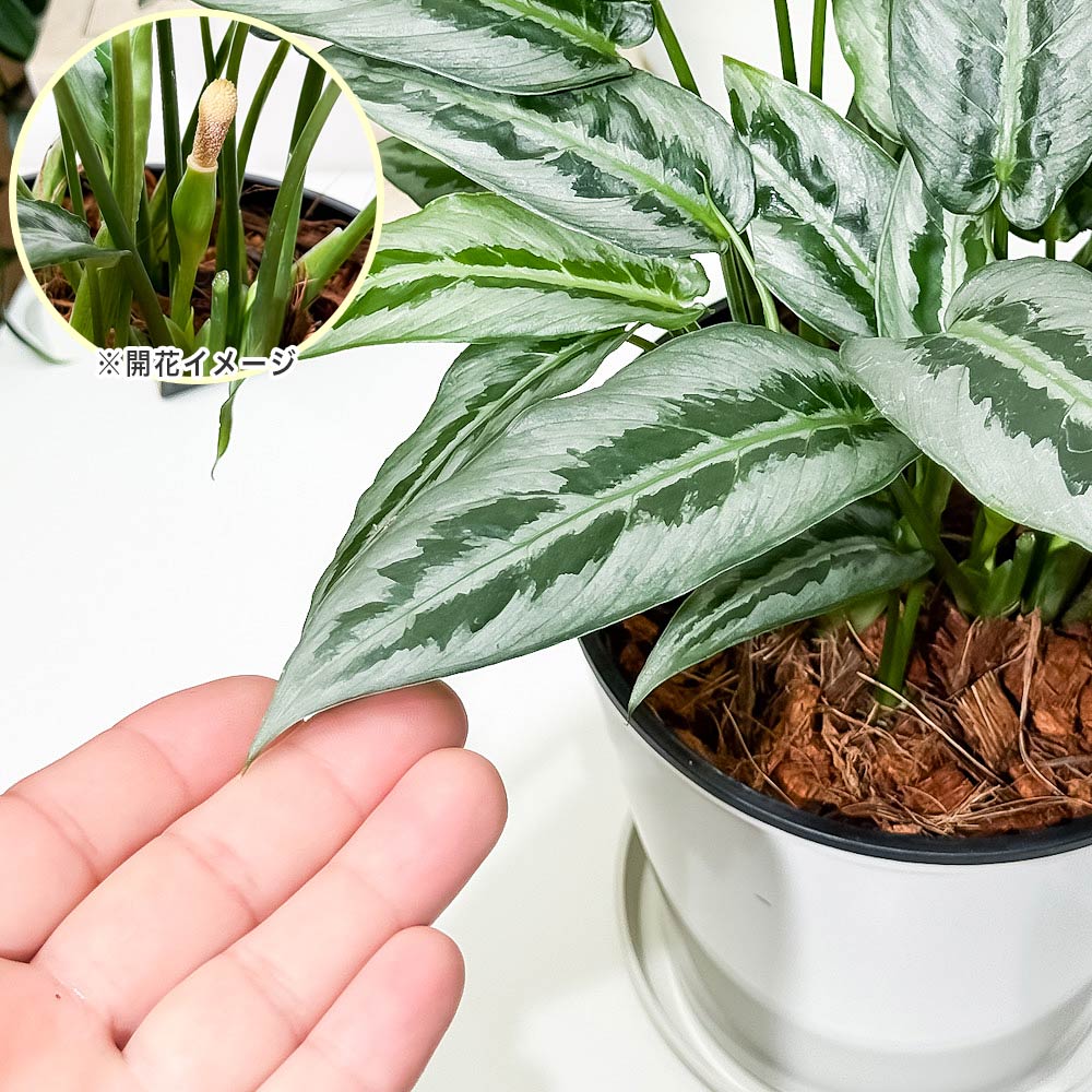 PLANCHU 観葉植物 スキスマトグロッティス 5号鉢 受け皿付き 育て方説明書付き Schismatoglottis