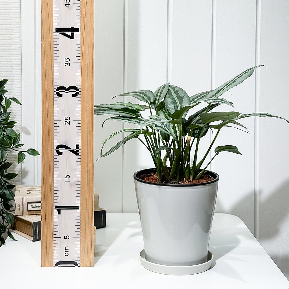 PLANCHU 観葉植物 スキスマトグロッティス 5号鉢 受け皿付き 育て方