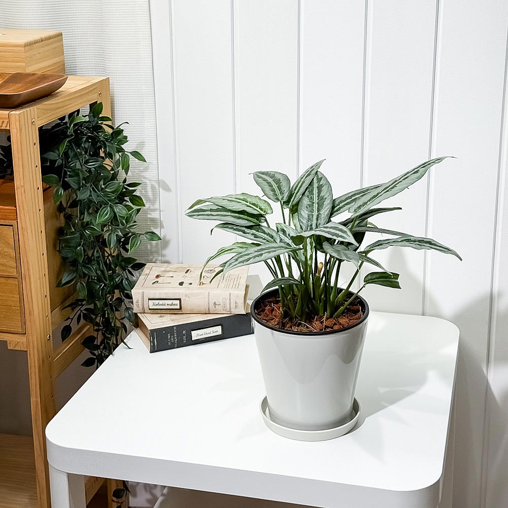 PLANCHU 観葉植物 スキスマトグロッティス 5号鉢 受け皿付き 育て方説明書付き Schismatoglottis