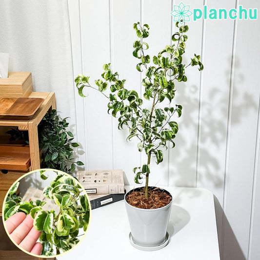 PLANCHU 観葉植物 フィカス ベンジャミン シタシオン 斑入り 5号鉢 受け皿付き 育て方説明書付き Ficus benjamina ‘Sitasion’ 幸運を呼ぶ木 ゴムノキ