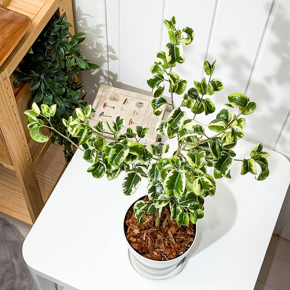 PLANCHU 観葉植物 フィカス ベンジャミン シタシオン 斑入り 5号鉢 受け皿付き 育て方説明書付き Ficus benjamina ‘Sitasion’ 幸運を呼ぶ木 ゴムノキ