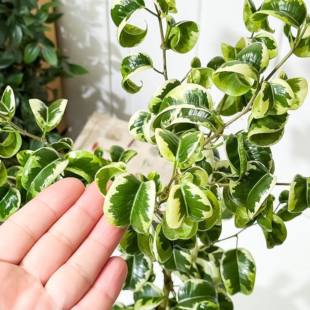 PLANCHU 観葉植物 フィカス ベンジャミン シタシオン 斑入り 5号鉢 受け皿付き 育て方説明書付き Ficus benjamina ‘Sitasion’ 幸運を呼ぶ木 ゴムノキ