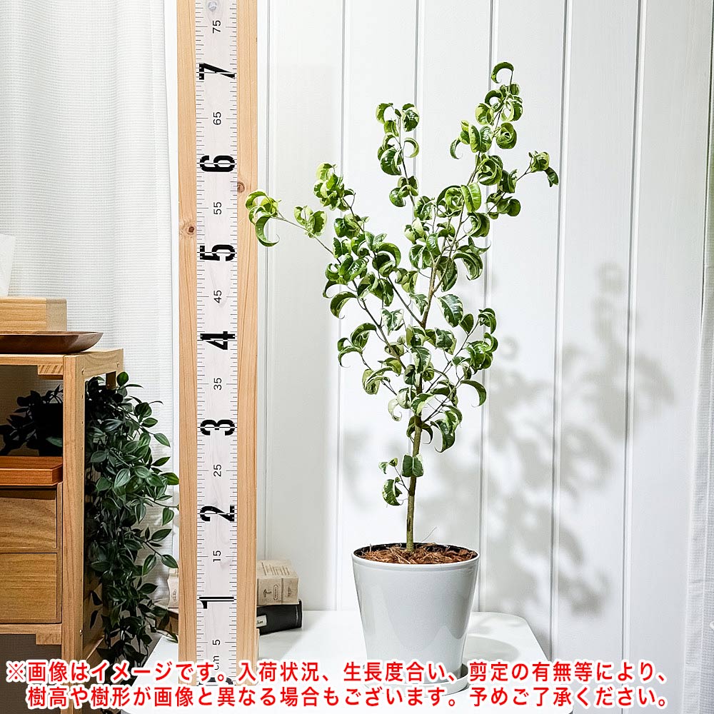 PLANCHU 観葉植物 フィカス ベンジャミン シタシオン 斑入り 5号鉢 受け皿付き 育て方説明書付き Ficus benjamina ‘Sitasion’ 幸運を呼ぶ木 ゴムノキ