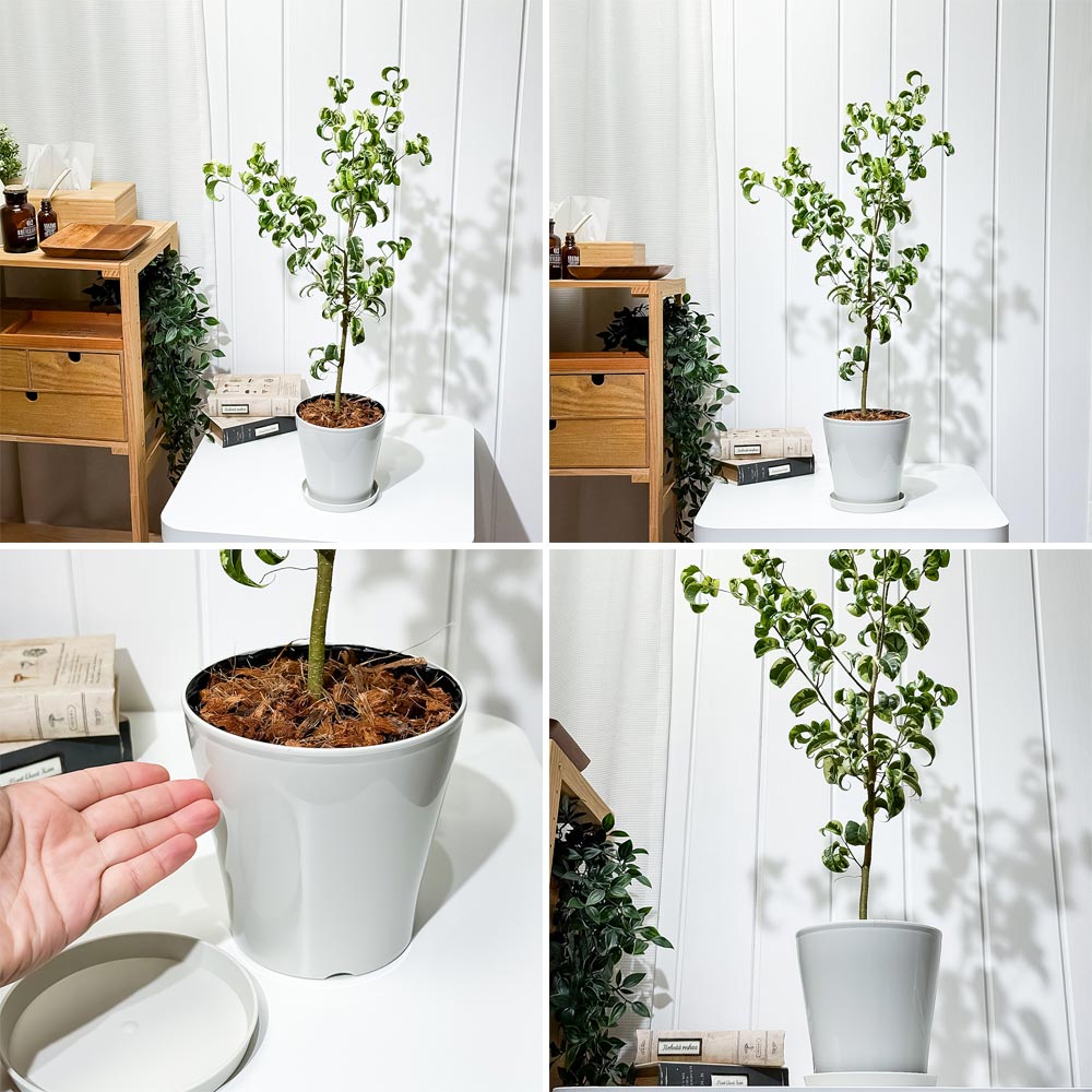 PLANCHU 観葉植物 フィカス ベンジャミン シタシオン 斑入り 5号鉢 受け皿付き 育て方説明書付き Ficus benjamina ‘Sitasion’ 幸運を呼ぶ木 ゴムノキ