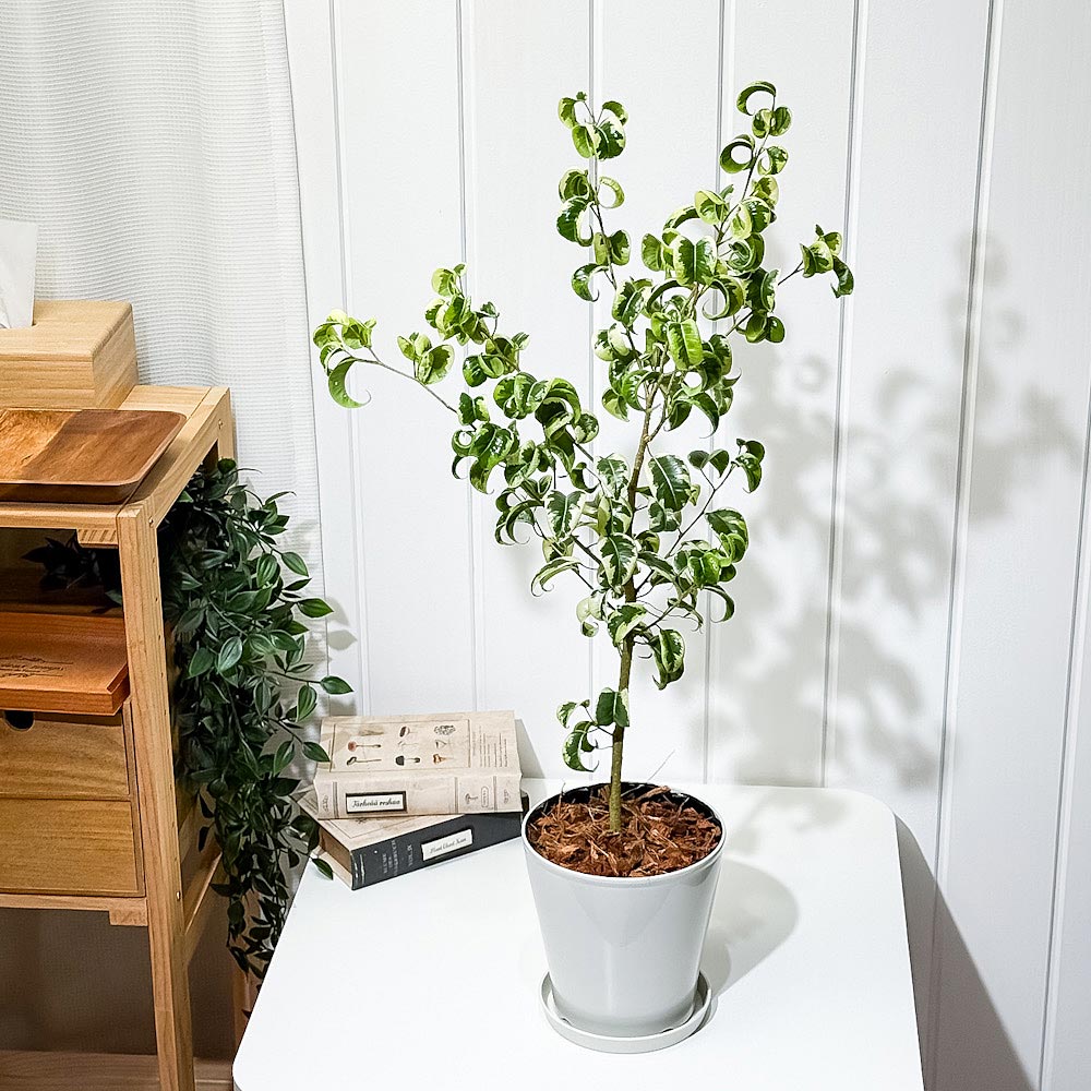PLANCHU 観葉植物 フィカス ベンジャミン シタシオン 斑入り 5号鉢 受け皿付き 育て方説明書付き Ficus benjamina ‘Sitasion’ 幸運を呼ぶ木 ゴムノキ