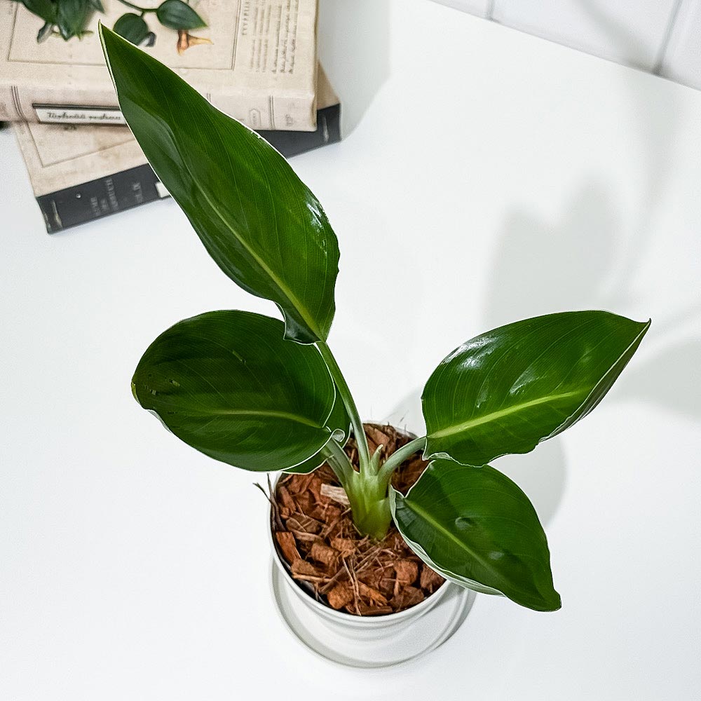 PLANCHU 観葉植物 ストレリチア レギネ 3.5号鉢 受け皿付き 育て方説明書付き Strelitzia reginae 極楽鳥花