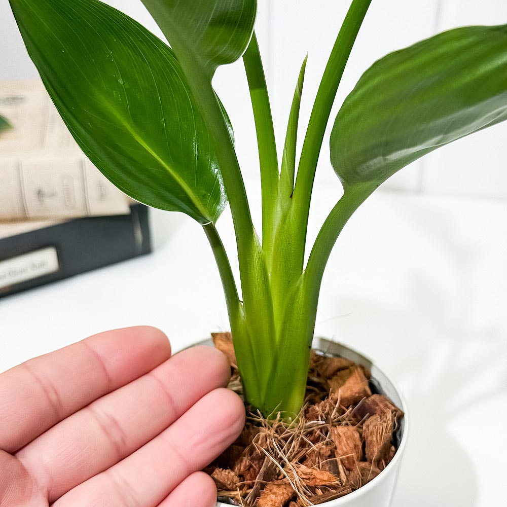 PLANCHU 観葉植物 ストレリチア レギネ 3.5号鉢 受け皿付き 育て方説明