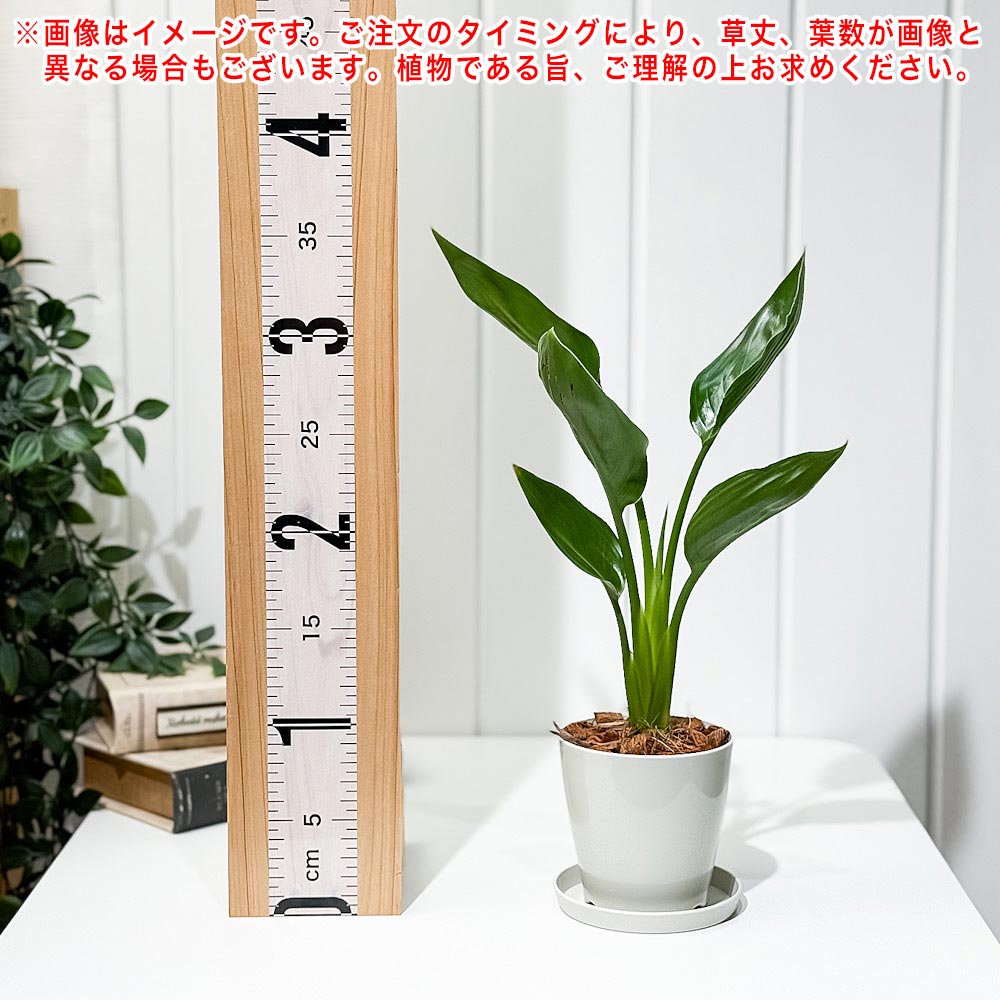 PLANCHU 観葉植物 ストレリチア レギネ 3.5号鉢 受け皿付き 育て方説明