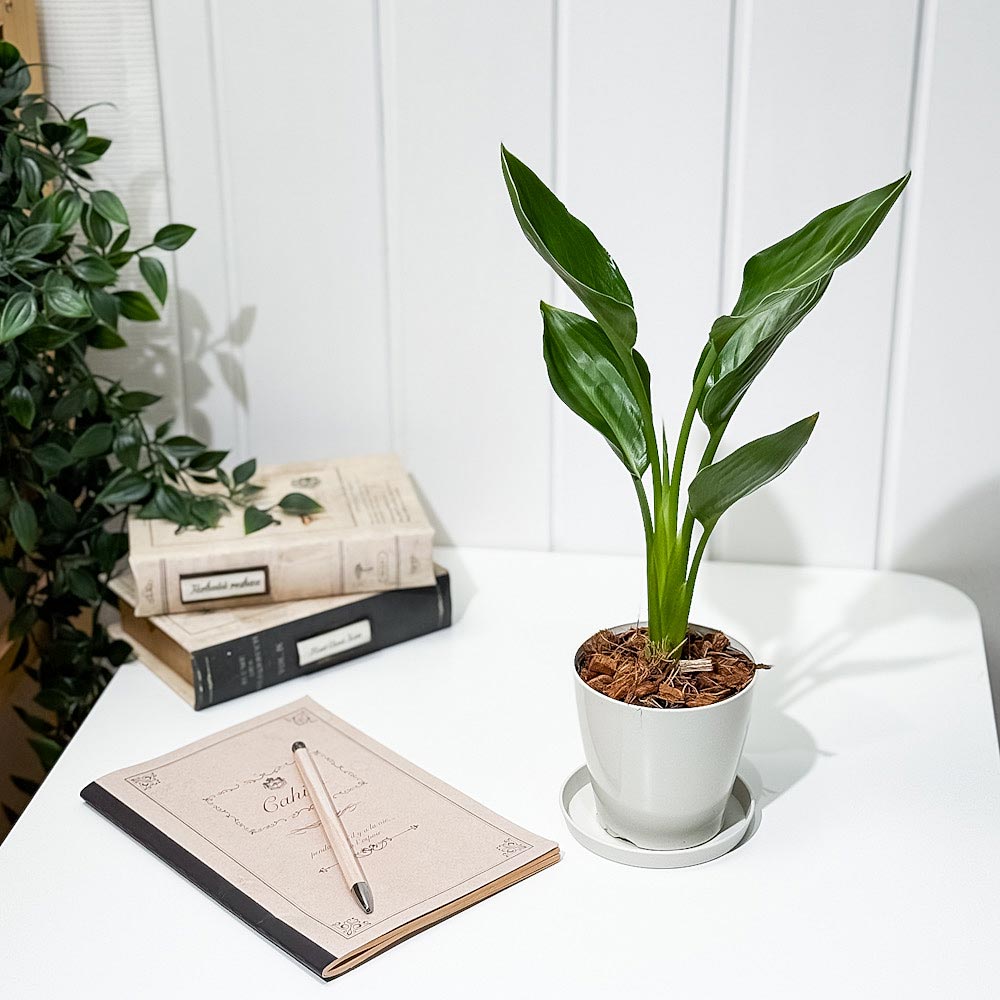 PLANCHU 観葉植物 ストレリチア レギネ 3.5号鉢 受け皿付き 育て方説明書付き Strelitzia reginae 極楽鳥花