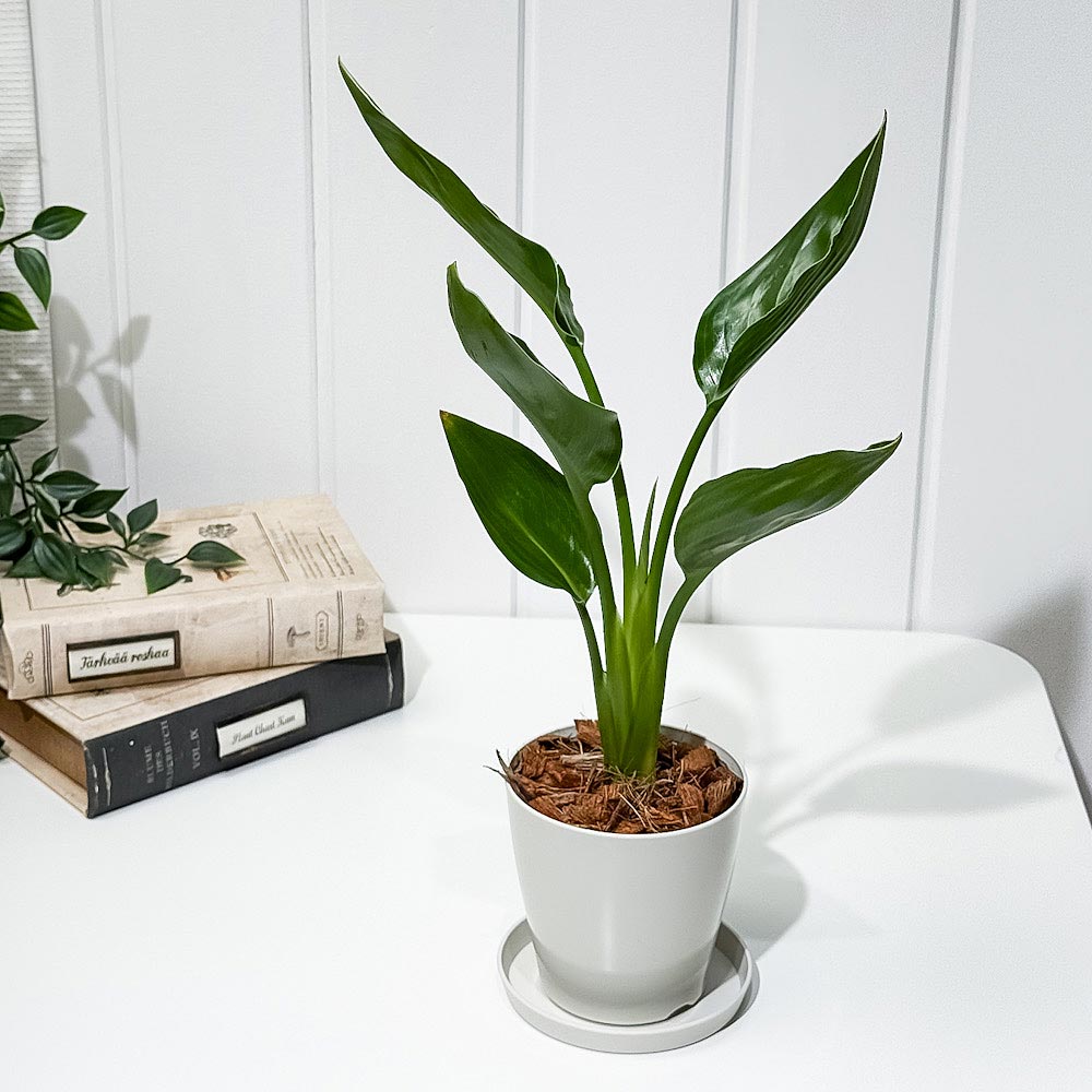 PLANCHU 観葉植物 ストレリチア レギネ 3.5号鉢 受け皿付き 育て方説明書付き Strelitzia reginae 極楽鳥花