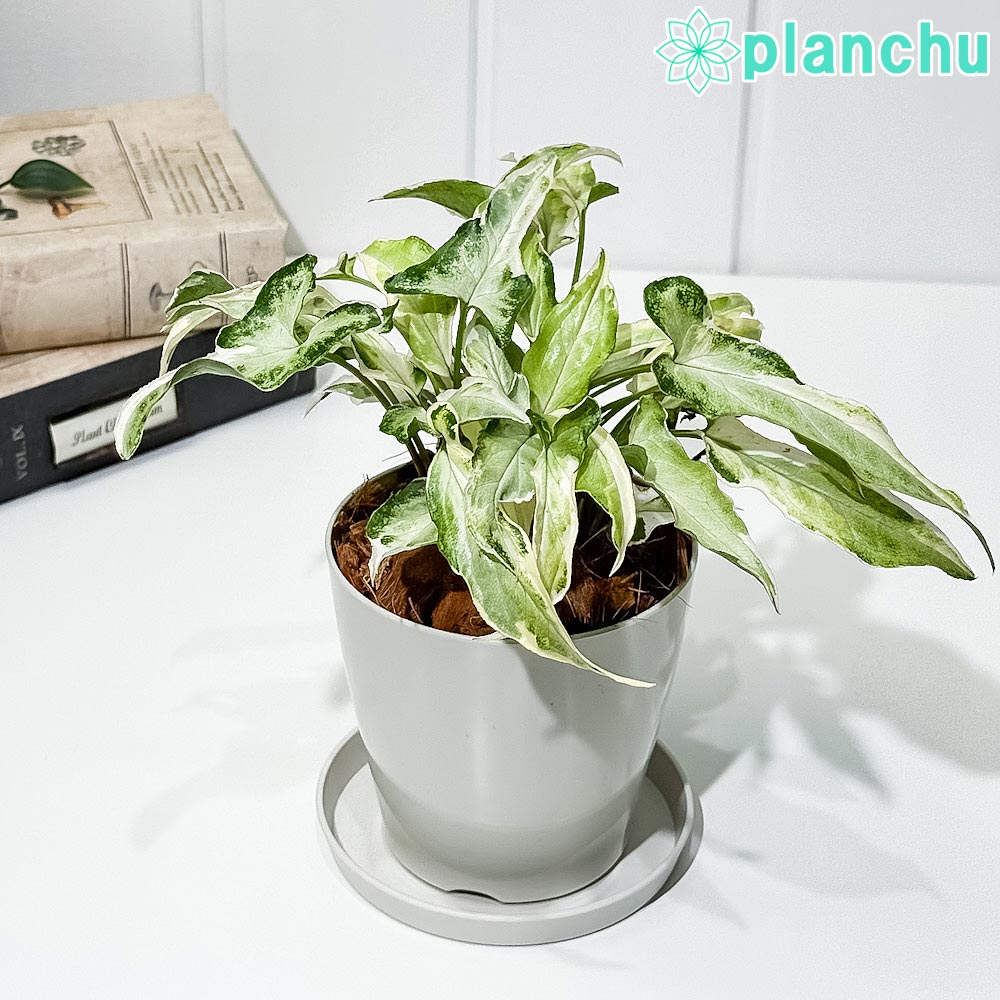 PLANCHU 観葉植物 シンゴニウム スターライト 3.5号鉢 受け皿付き 育て方説明書付き Syngonium podophyllum ‘Starlite’ アロイド