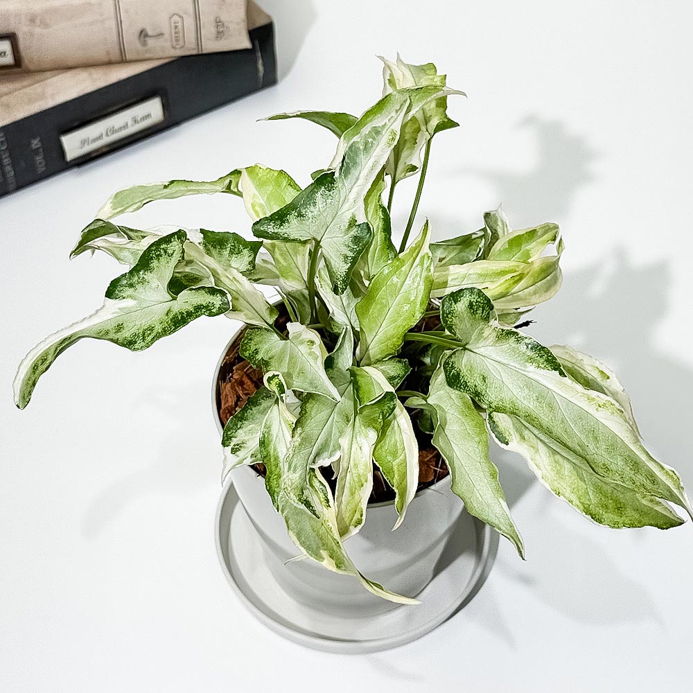 PLANCHU 観葉植物 シンゴニウム スターライト 3.5号鉢 受け皿付き 育て方説明書付き Syngonium podophyllum ‘Starlite’ アロイド