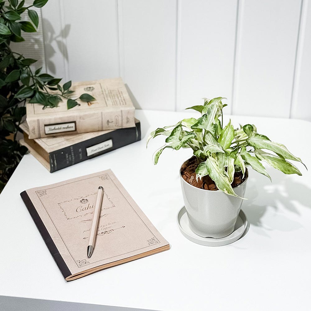 PLANCHU 観葉植物 シンゴニウム スターライト 3.5号鉢 受け皿付き 育て方説明書付き Syngonium podophyllum ‘Starlite’ アロイド