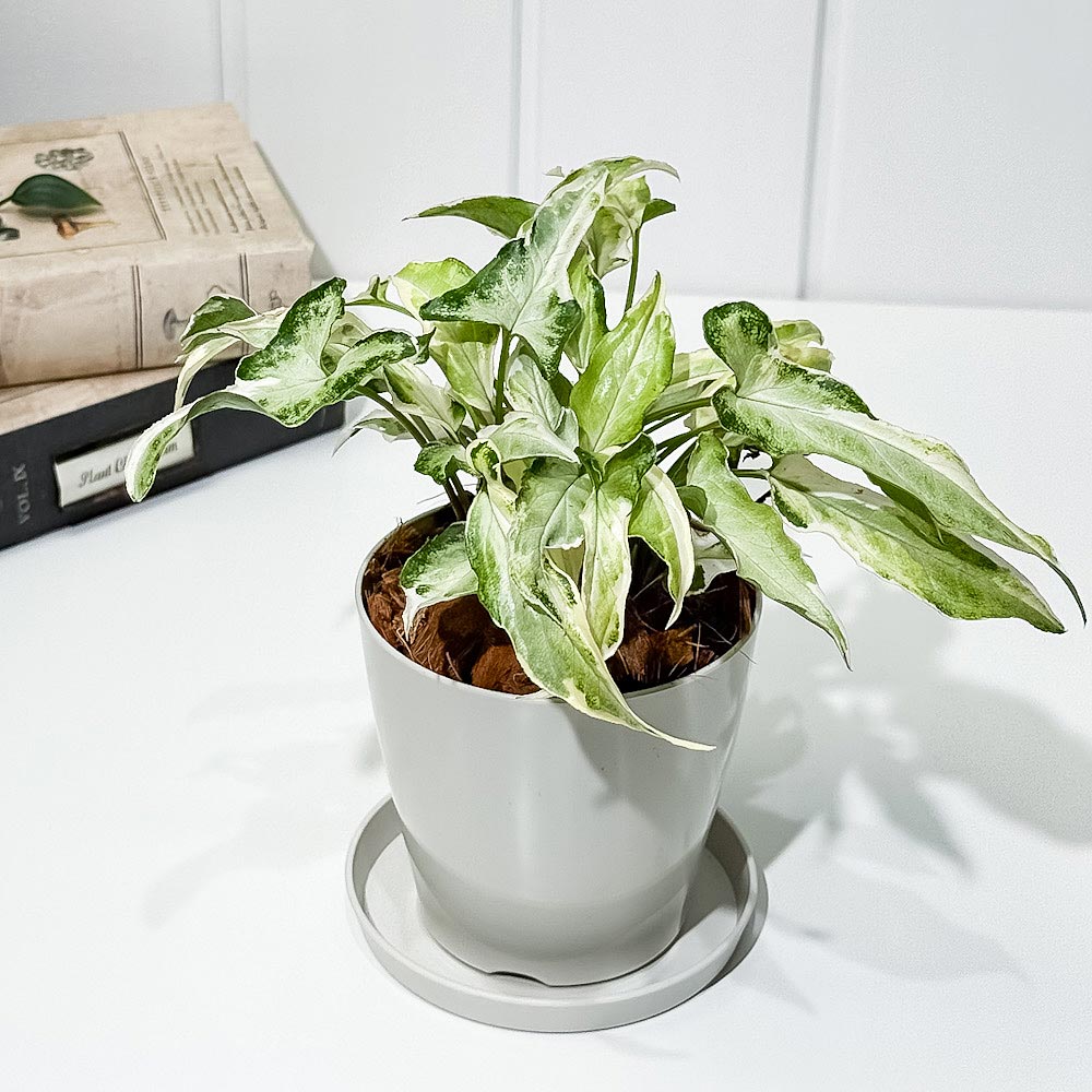 PLANCHU 観葉植物 シンゴニウム スターライト 3.5号鉢 受け皿付き 育て方説明書付き Syngonium podophyllum ‘Starlite’ アロイド