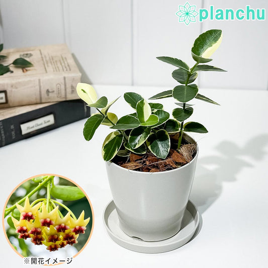 PLANCHU 観葉植物 ホヤ クミンギアナ 斑入り 3.5号鉢 受け皿付き 育て方説明書付き Hoya cumingiana クミンギアーナ サクララン 桜蘭