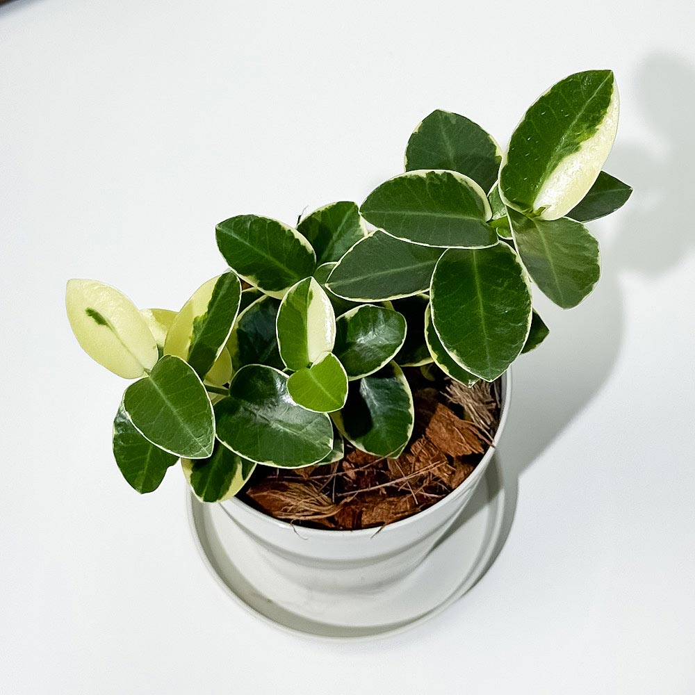 PLANCHU 観葉植物 ホヤ クミンギアナ 斑入り 3.5号鉢 受け皿付き 育て方説明書付き Hoya cumingiana クミンギアーナ サクララン 桜蘭