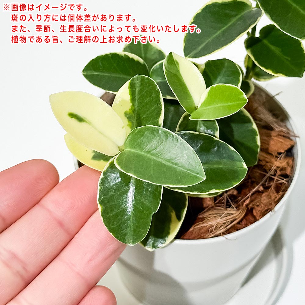 PLANCHU 観葉植物 ホヤ クミンギアナ 斑入り 3.5号鉢 受け皿付き 育て方説明書付き Hoya cumingiana クミンギアーナ サクララン 桜蘭